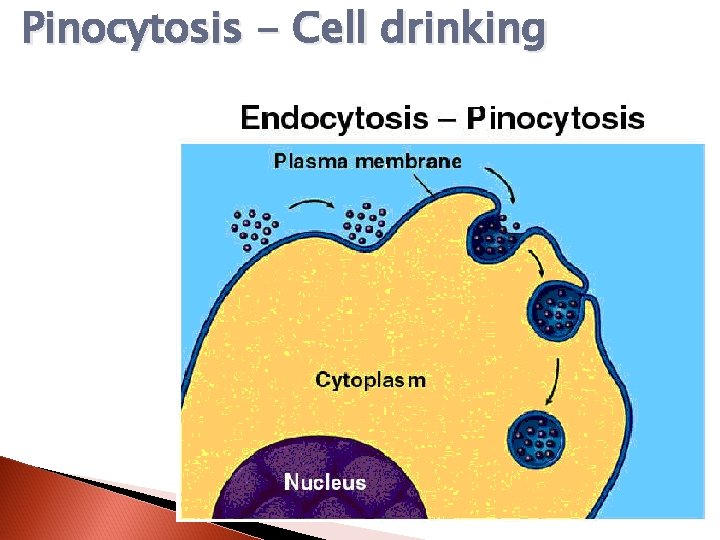 Pinocytosis - Cell drinking 