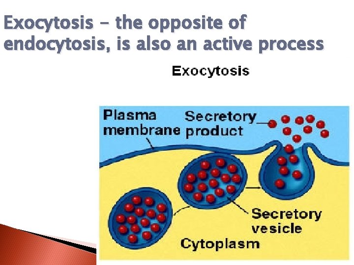 Exocytosis - the opposite of endocytosis, is also an active process 