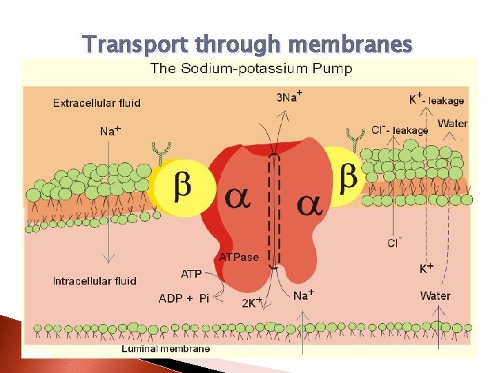 Transport through membranes 