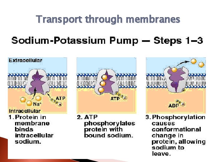 Transport through membranes 