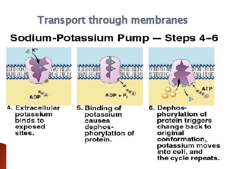 Transport through membranes 