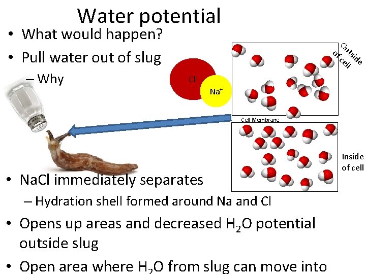 Water potential • What would happen? • Pull water out of slug – Why