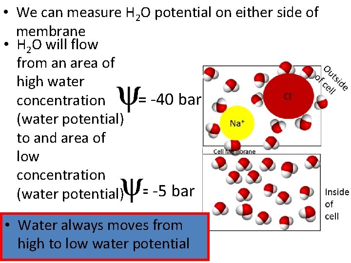  • We can measure H 2 O potential on either side of membrane