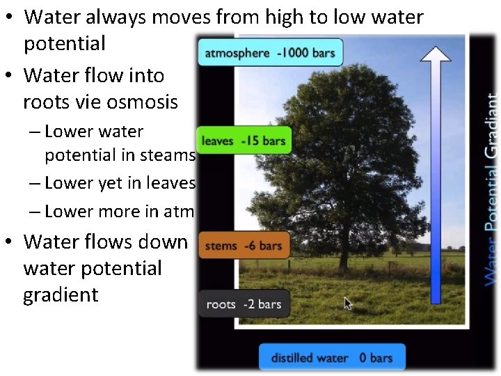  • Water always moves from high to low water potential • Water flow