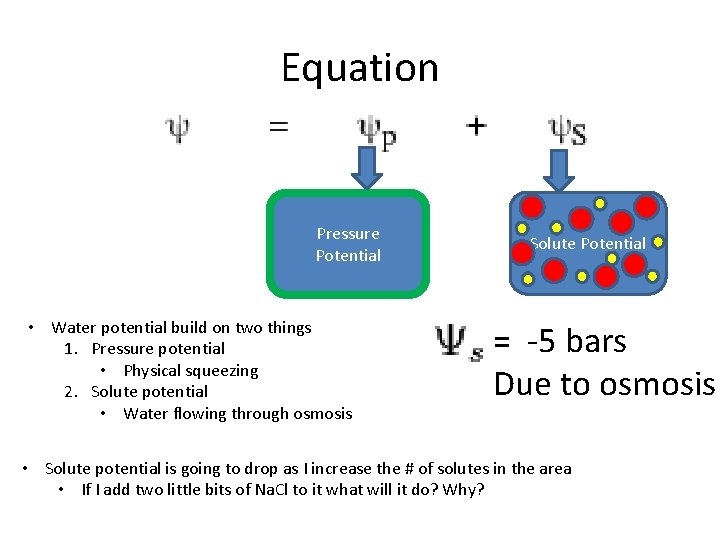Equation Pressure Potential • Water potential build on two things 1. Pressure potential •