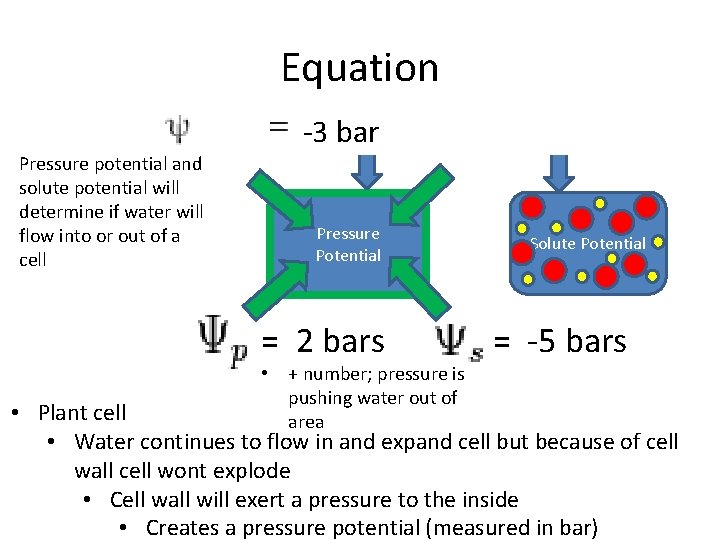 Equation -3 bar Pressure potential and solute potential will determine if water will flow