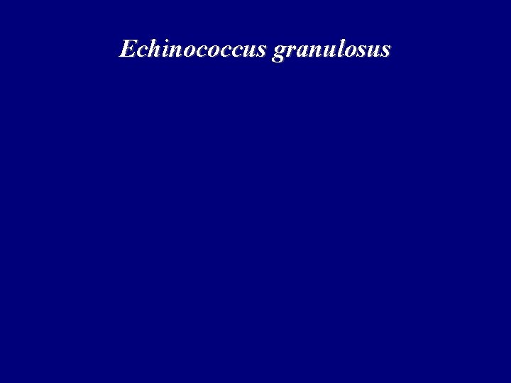 Echinococcus granulosus Echinococcus granulosus