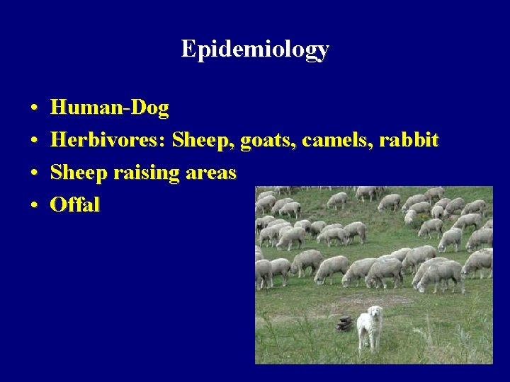 Epidemiology • • Human-Dog Herbivores: Sheep, goats, camels, rabbit Sheep raising areas Offal Epidemiology • • Human-Dog Herbivores: Sheep, goats, camels, rabbit Sheep raising areas Offal