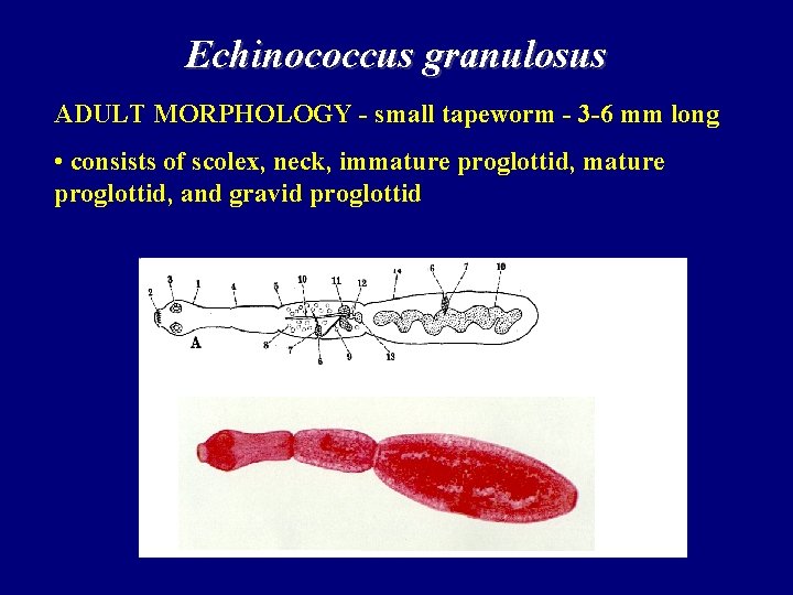 Echinococcus granulosus ADULT MORPHOLOGY - small tapeworm - 3 -6 mm long • consists Echinococcus granulosus ADULT MORPHOLOGY - small tapeworm - 3 -6 mm long • consists