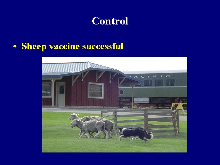 Control • Sheep vaccine successful Control • Sheep vaccine successful
