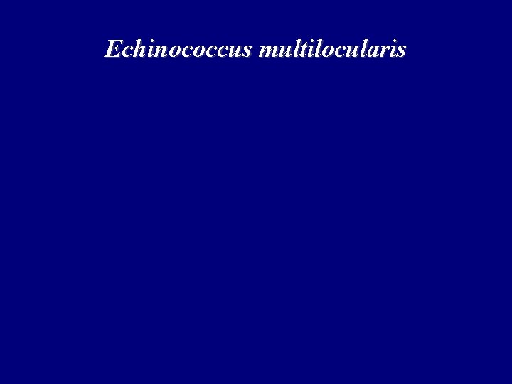 Echinococcus multilocularis Echinococcus multilocularis