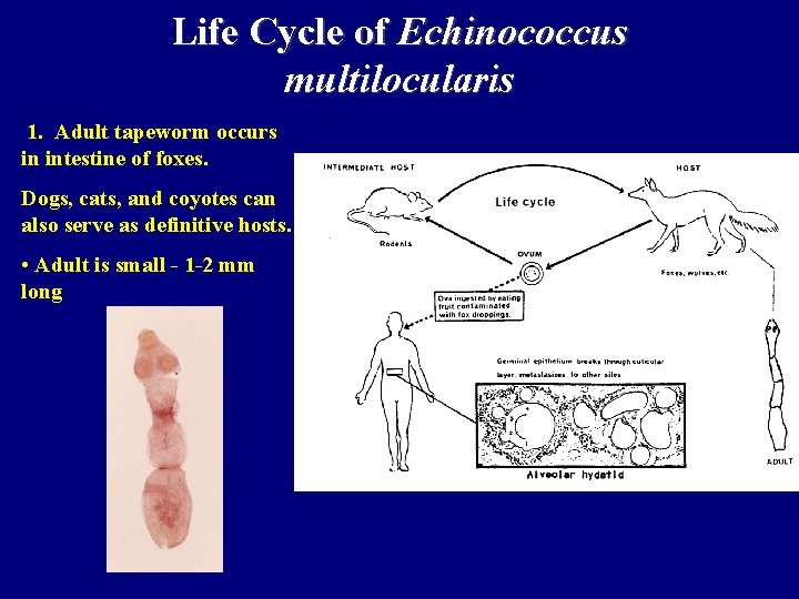 Life Cycle of Echinococcus multilocularis 1. Adult tapeworm occurs in intestine of foxes. Dogs, Life Cycle of Echinococcus multilocularis 1. Adult tapeworm occurs in intestine of foxes. Dogs,