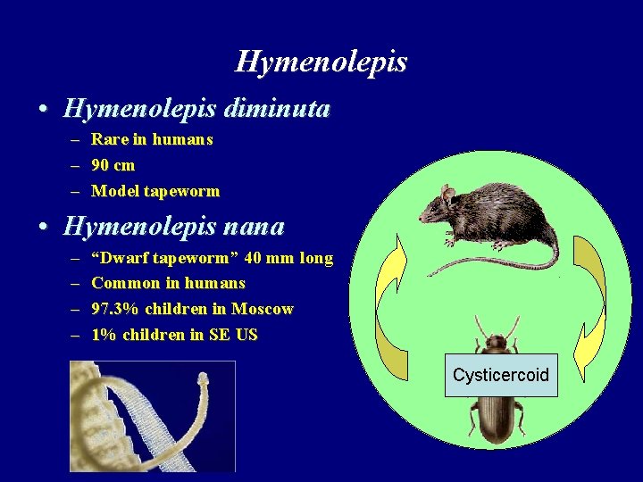 Hymenolepis • Hymenolepis diminuta – – – Rare in humans 90 cm Model tapeworm Hymenolepis • Hymenolepis diminuta – – – Rare in humans 90 cm Model tapeworm