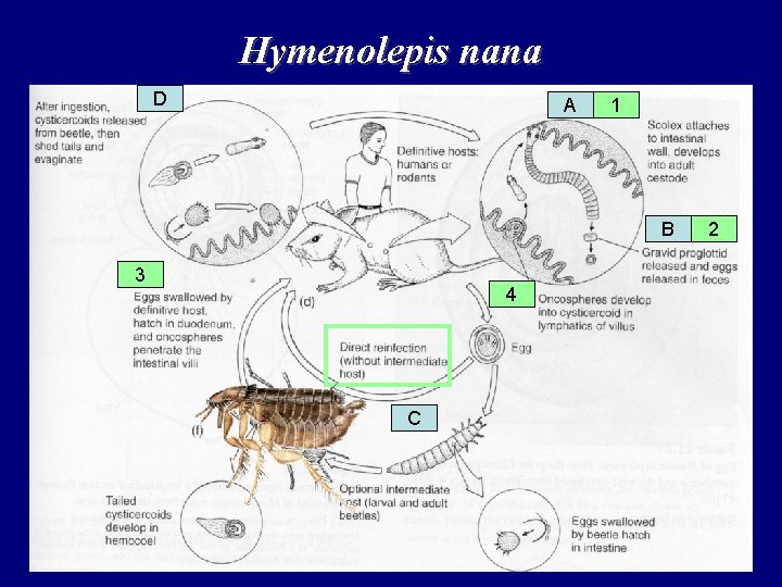 Hymenolepis nana D A 1 B 3 4 C 2 Hymenolepis nana D A 1 B 3 4 C 2