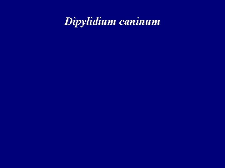 Dipylidium caninum Dipylidium caninum