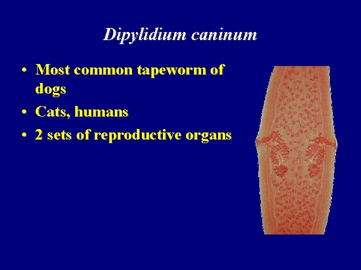 Dipylidium caninum • Most common tapeworm of dogs • Cats, humans • 2 sets Dipylidium caninum • Most common tapeworm of dogs • Cats, humans • 2 sets