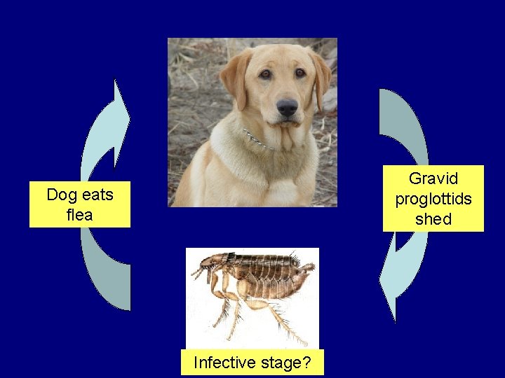Gravid proglottids shed Dog eats flea Infective stage? Gravid proglottids shed Dog eats flea Infective stage?