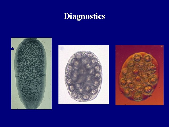 Diagnostics Diagnostics