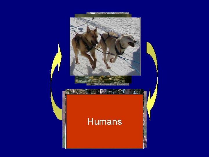 Carnivore Herbivore Humans Carnivore Herbivore Humans