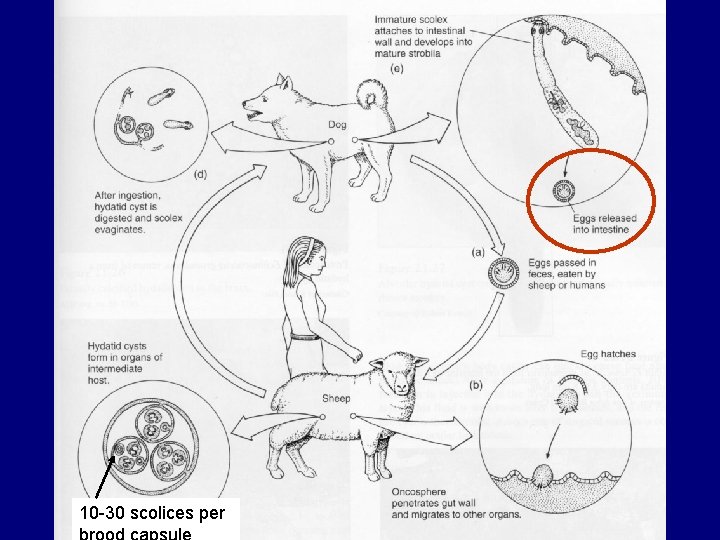 10 -30 scolices per 10 -30 scolices per