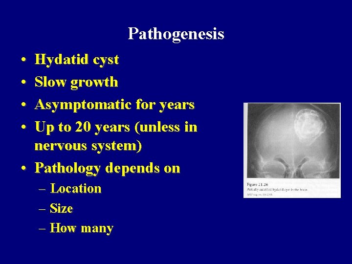 Pathogenesis • • Hydatid cyst Slow growth Asymptomatic for years Up to 20 years Pathogenesis • • Hydatid cyst Slow growth Asymptomatic for years Up to 20 years
