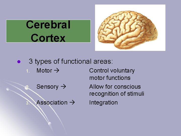Cerebral Cortex l 3 types of functional areas: 1. Motor 2. Sensory 3. Association