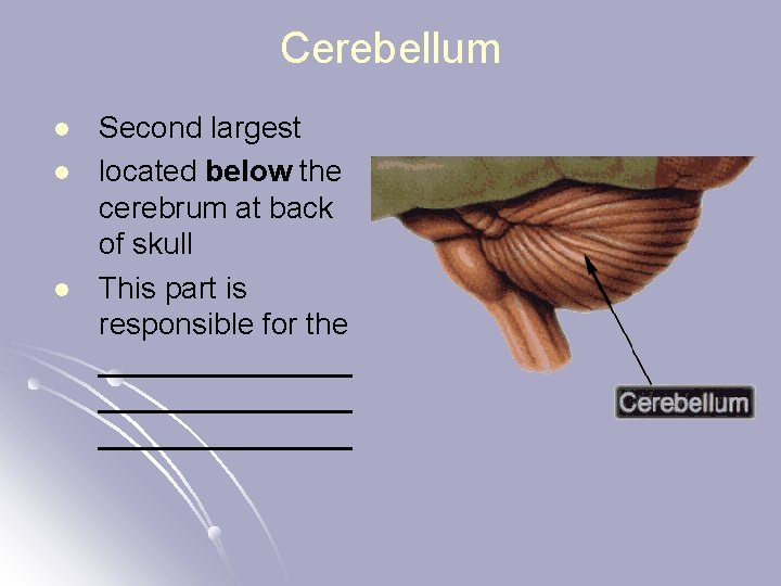 Cerebellum l l l Second largest located below the cerebrum at back of skull