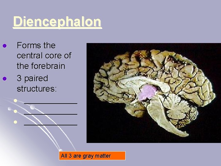 Diencephalon l l Forms the central core of the forebrain 3 paired structures: l
