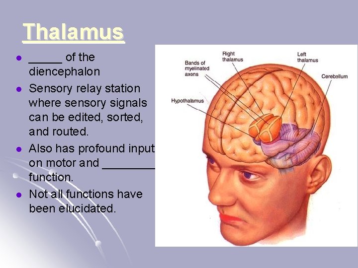 Thalamus l l _____ of the diencephalon Sensory relay station where sensory signals can