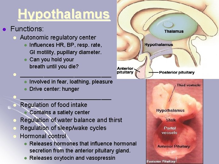 Hypothalamus l Functions: l Autonomic regulatory center l l l ______________ l l l