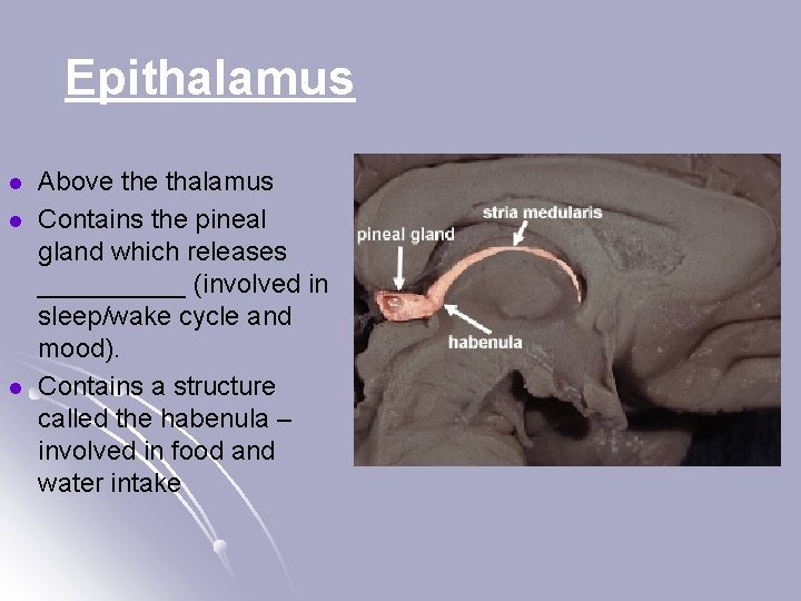 Epithalamus l l l Above thalamus Contains the pineal gland which releases _____ (involved