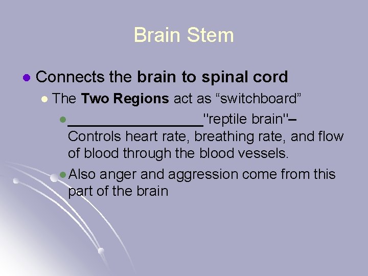 Brain Stem l Connects the brain to spinal cord l The Two Regions act