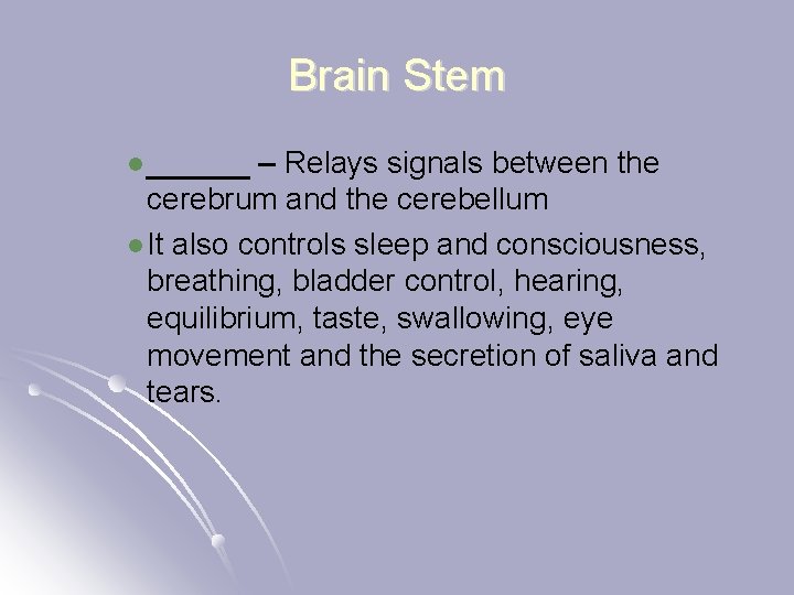 Brain Stem l ______ – Relays signals between the cerebrum and the cerebellum l