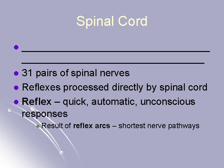 Spinal Cord _________________ l 31 pairs of spinal nerves l Reflexes processed directly by