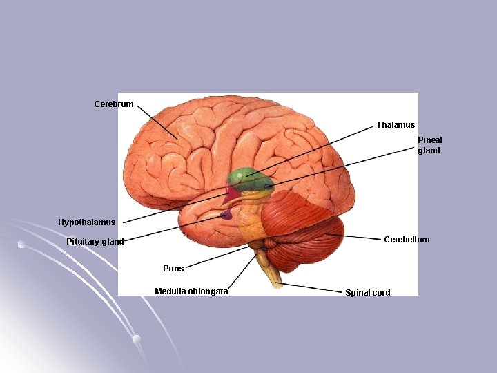 Section 35 -3 Cerebrum Thalamus Pineal gland Hypothalamus Cerebellum Pituitary gland Pons Medulla oblongata