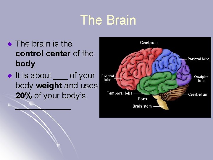 The Brain l l The brain is the control center of the body It