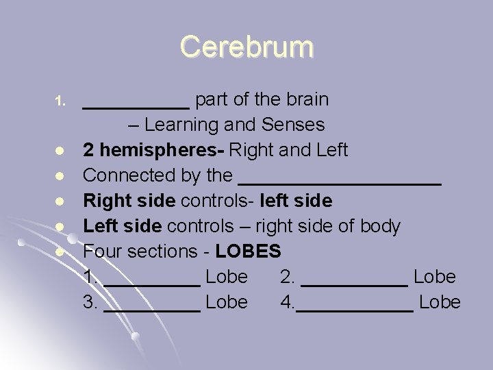 Cerebrum 1. l l l _____ part of the brain – Learning and Senses
