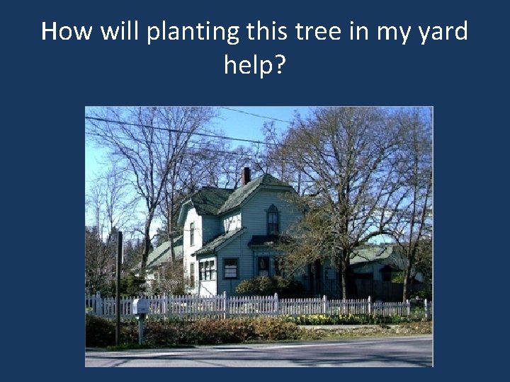 How will planting this tree in my yard help? 