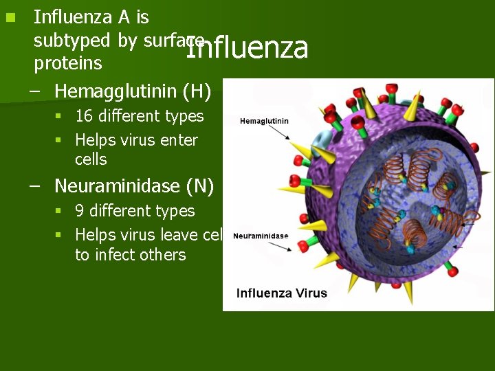 n Influenza A is subtyped by surface Influenza proteins – Hemagglutinin (H) § 16