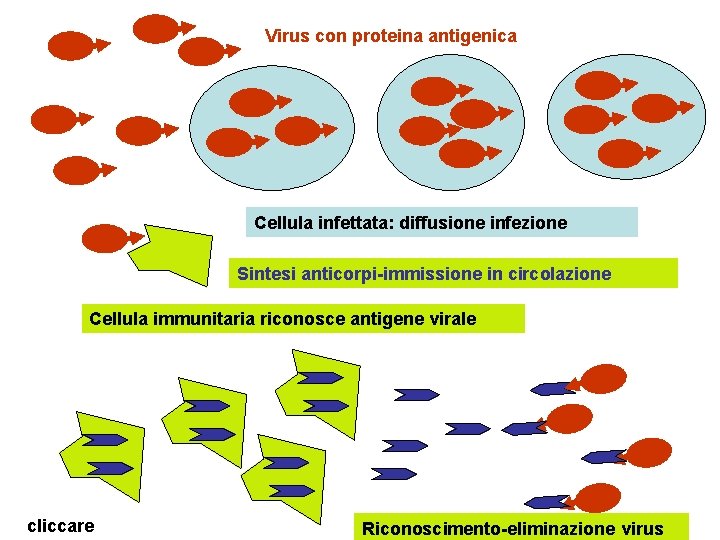 Virus con proteina antigenica Cellula infettata: diffusione infezione Sintesi anticorpi-immissione in circolazione Cellula immunitaria