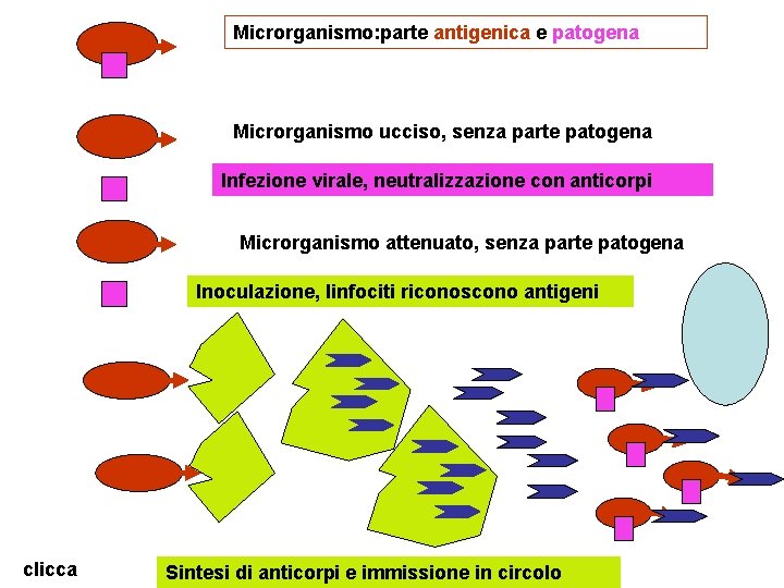 Microrganismo: parte antigenica e patogena Microrganismo ucciso, senza parte patogena Infezione virale, neutralizzazione con