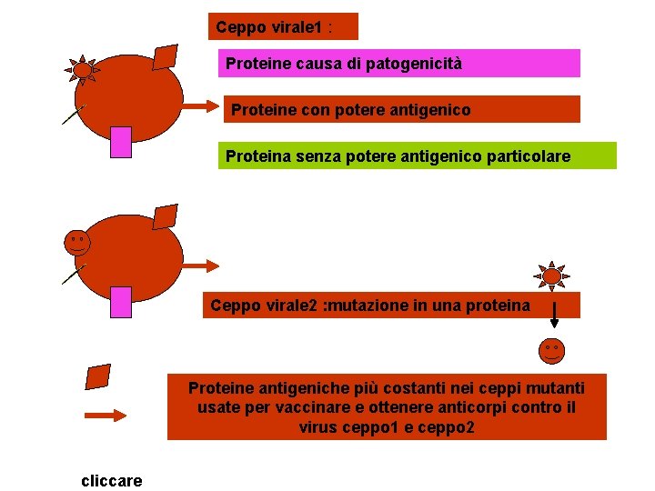 Ceppo virale 1 : Proteine causa di patogenicità Proteine con potere antigenico Proteina senza