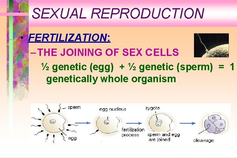 SEXUAL REPRODUCTION • FERTILIZATION: – THE JOINING OF SEX CELLS ½ genetic (egg) +