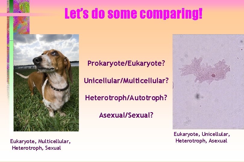 Let’s do some comparing! Prokaryote/Eukaryote? Unicellular/Multicellular? Heterotroph/Autotroph? Asexual/Sexual? Eukaryote, Multicellular, Heterotroph, Sexual Eukaryote, Unicellular,