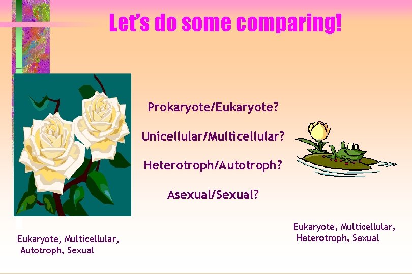 Let’s do some comparing! Prokaryote/Eukaryote? Unicellular/Multicellular? Heterotroph/Autotroph? Asexual/Sexual? Eukaryote, Multicellular, Autotroph, Sexual Eukaryote, Multicellular,