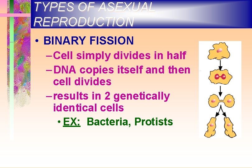 TYPES OF ASEXUAL REPRODUCTION • BINARY FISSION – Cell simply divides in half –