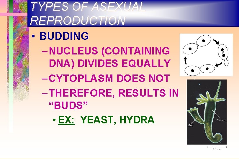 TYPES OF ASEXUAL REPRODUCTION • BUDDING – NUCLEUS (CONTAINING DNA) DIVIDES EQUALLY – CYTOPLASM