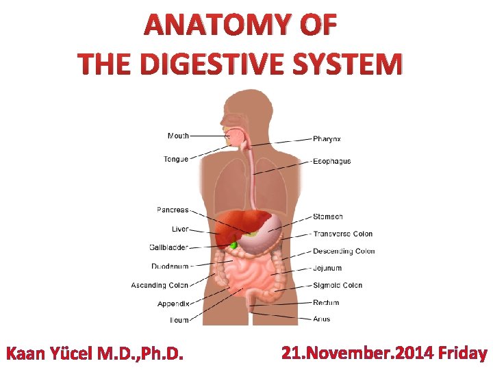 ANATOMY OF THE DIGESTIVE SYSTEM Kaan Yücel M. D. , Ph. D. 21. November.