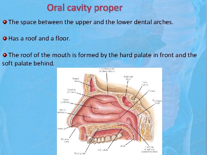 Oral cavity proper The space between the upper and the lower dental arches. Has