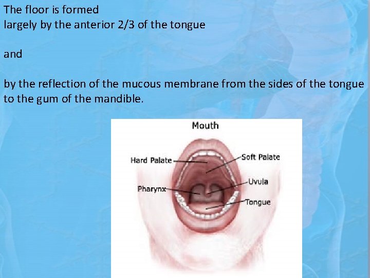 The floor is formed largely by the anterior 2/3 of the tongue and by